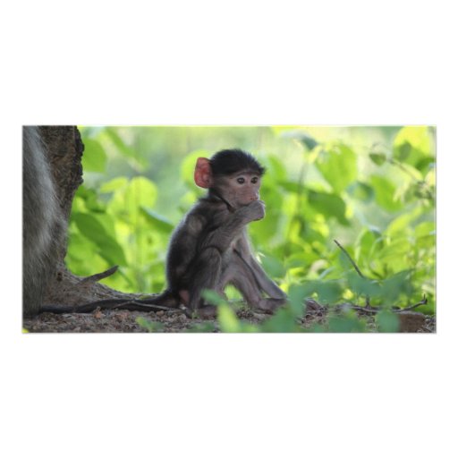 Baby Baboon Personalized Photo Card