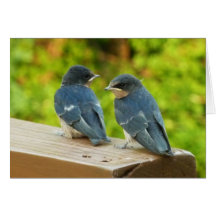 Baby Barn Swallows Card