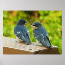 Baby Barn Swallows Print