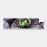 Baby Basil Plant Bumper Stickers