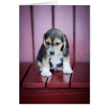 Baby Beagle on Red Chair Card