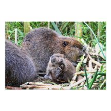 Baby Beaver and Family Photo
