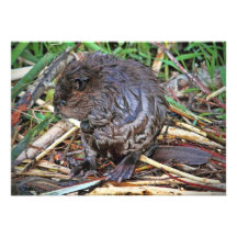 Baby Beaver Photo Custom Invites