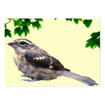 Baby Bird ATC Business Card