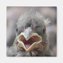Baby Bird Attitude Magnet