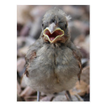Baby Bird Attitude Postcard