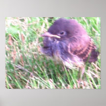 Baby Bird Painting Print