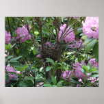 Baby Birds in Rhododendon Bush Poster