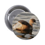 Baby birds pins