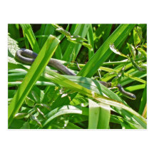 Baby Black Rat Snake - Elaphe obsoleta obsoleta Post Cards