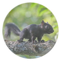 Baby Black Squirrel Party Plate