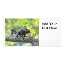 Baby Black Squirrel Photo Greeting Card