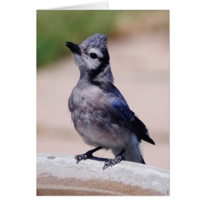 Baby Blue Greeting Card by DiDi_Higginbotham