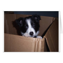 Baby Border Collie Cards
