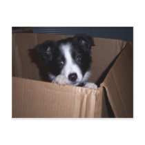 Baby Border Collie Postcards