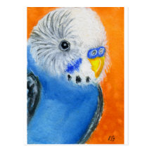 Baby Budgie Post Cards