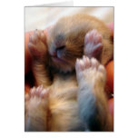 Baby Bunny In Hand Greeting Cards