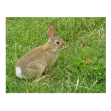 Baby Bunny On Lawn Post Cards