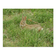Baby Bunny Sentry Postcards