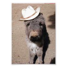 Baby Burro Wearing Hat Photo