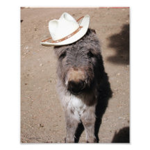 Baby Burro Wearing Hat Photo Print
