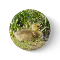 Baby Canada Goose / Gosling Button