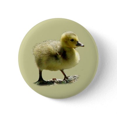 Baby Canadian Goose Button by natures_edge