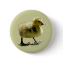 Baby Canadian Goose Button