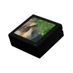 Baby Canadian Goose Gift Box