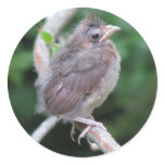Baby Cardinal Sticker