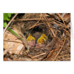 Baby Carolina Wrens Greeting Card