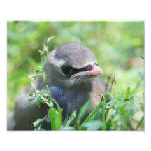 Baby Cedar Waxwing Bird 10x8 Nature Print Photo Print