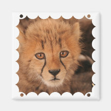 Baby Cheetah Square Magnet
