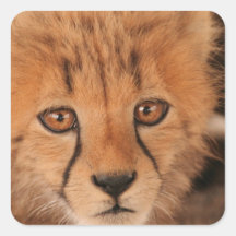 Baby Cheetah Stickers