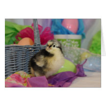 Baby Chick Easter Card