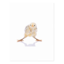 Baby chick postcards