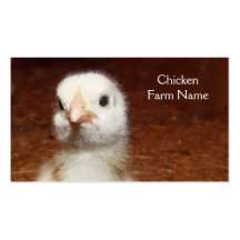 Baby Chicken Egg or Chicken Farm Business Card