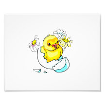 baby chicken hatching with daisy flowers photographic print