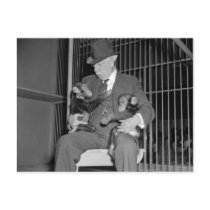 Baby Chimpanzees, 1938 Post Cards