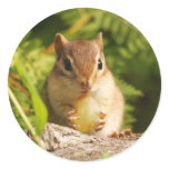 Baby Chipmunk with snack Round Stickers