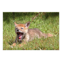 Baby Coyote Yawning Photo
