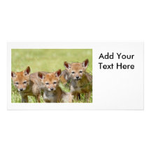 Baby Coyotes Photo Photo Cards