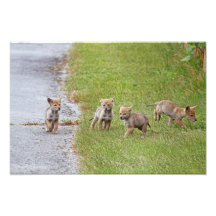 Baby Coyotes Running and Playing Art Photo