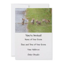 Baby Coyotes Running and Playing Announcement