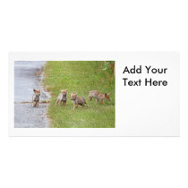 Baby Coyotes Running and Playing Custom Photo Card