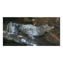 Baby Crocodile San Blas Mangroves Mexico Photo Cards