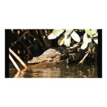 Baby Crocodile San Blas Mexico Photo Greeting Card
