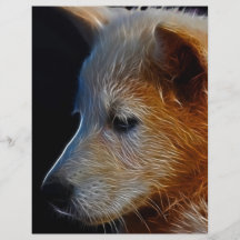 Baby  Cub Full Color Flyer