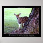 Baby Deer Fawn Photo & Poem Poster