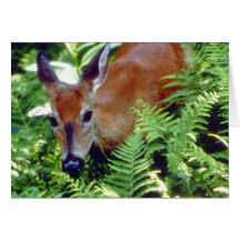 Baby Deer in Ferns Card